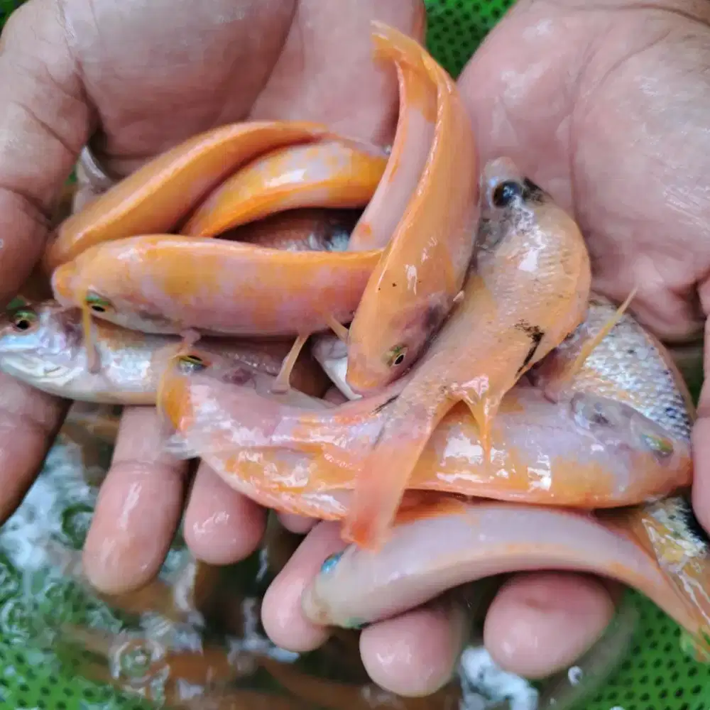 Bibit nila merah Bangkok 8-10cm