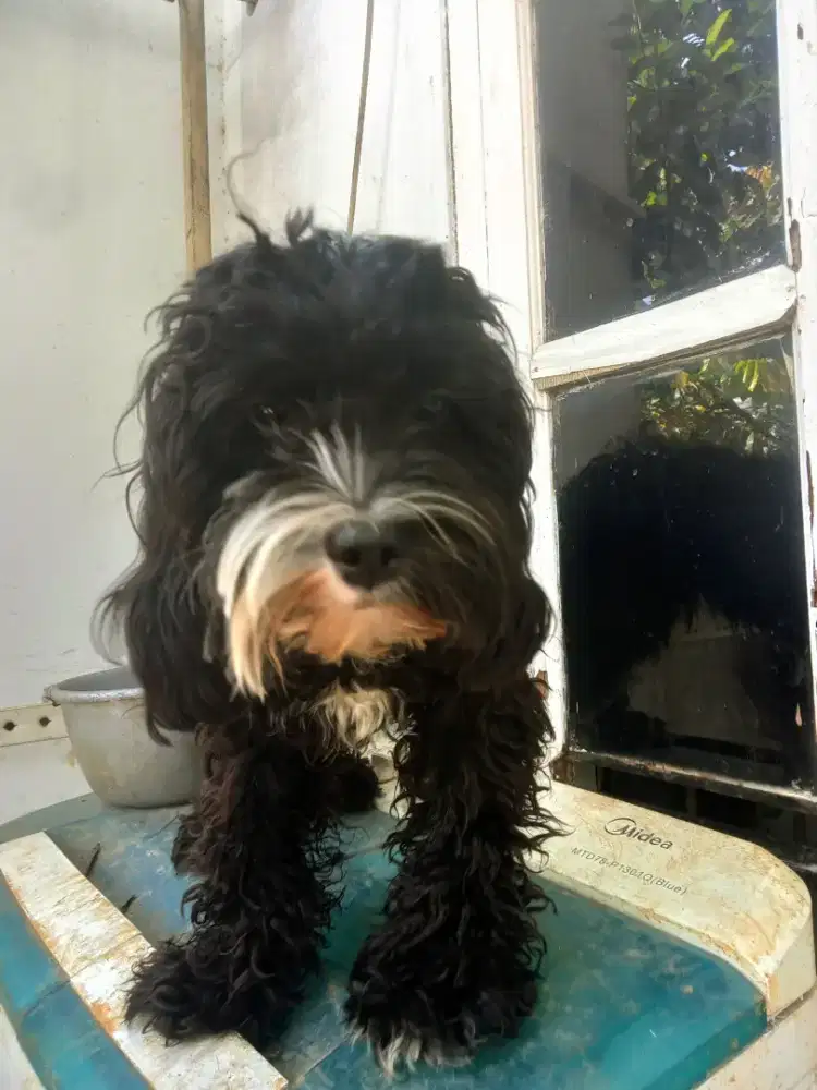 Poodle jantan black non stb ya 6bln .karakter bgs