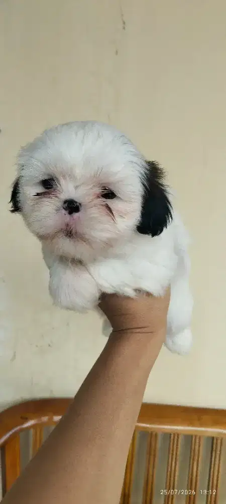 Shihtzu puppies bogor