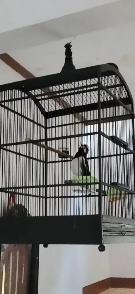 Jalak suren gacor