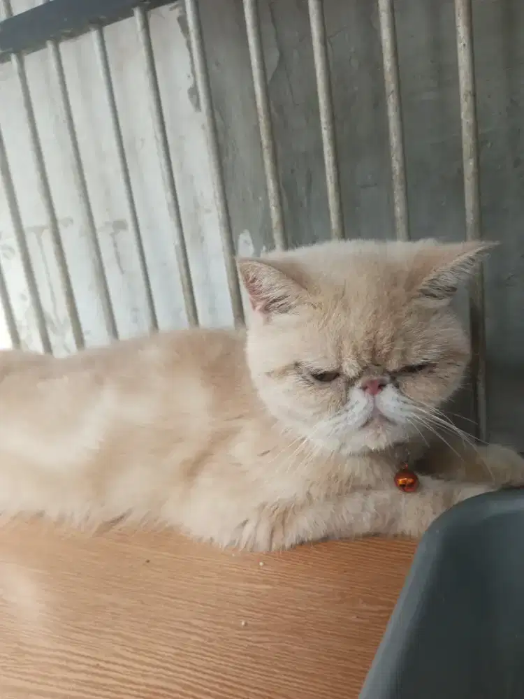 Persia peaknose exo shorthair
