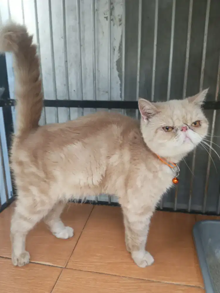 Persia peaknose exo shorthair