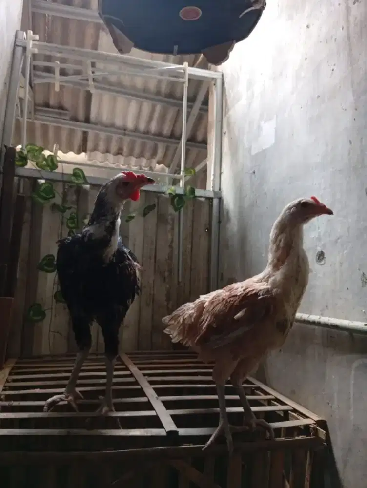 Ayam pelung sepasang