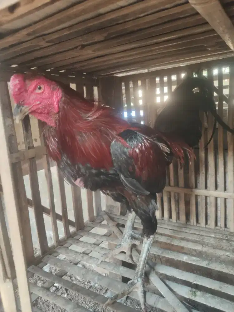 jago pacek bangkok galak