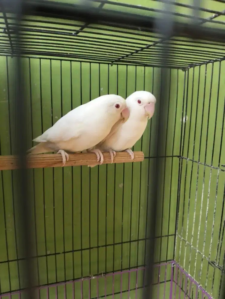 Lovebird indukan albino