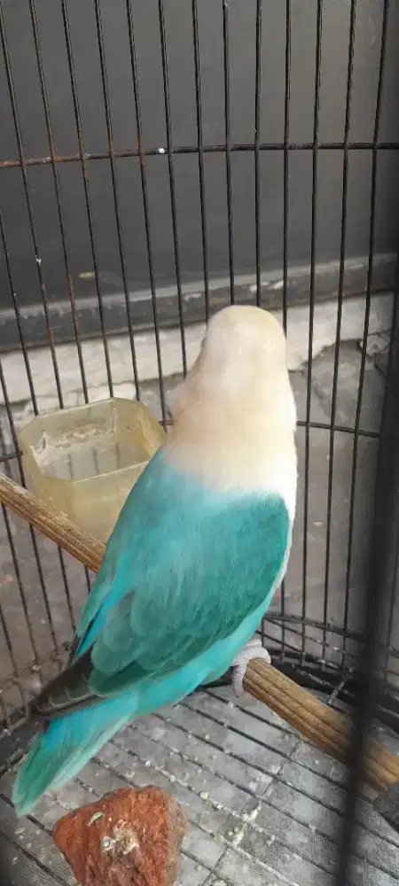 Lovebird biola blue betina birahi