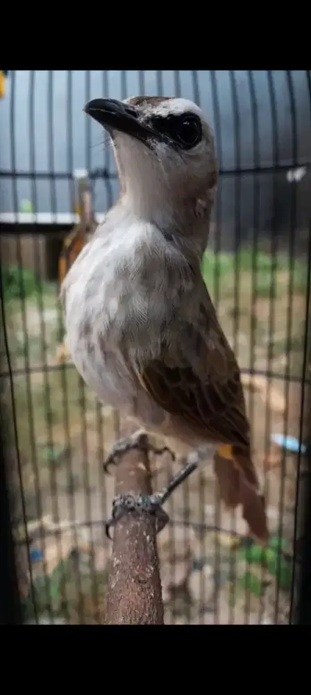 BURUNG CERUKCUK ROPEL GARUDA BODY GEDE