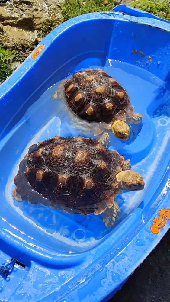 Sulcata 2 ekor (makanan full sayur segar terjaga)