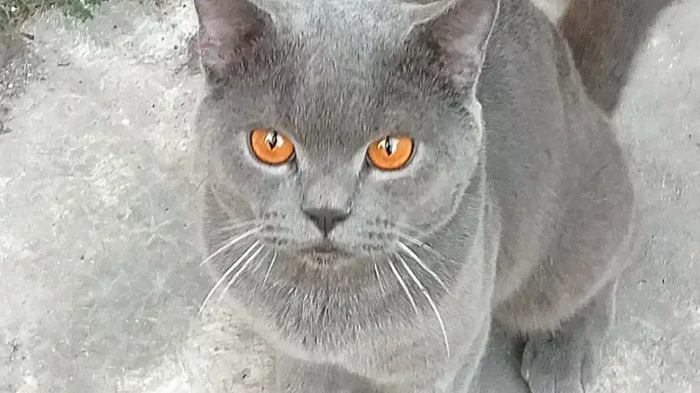 Kucing BSH solid blue Bigbone