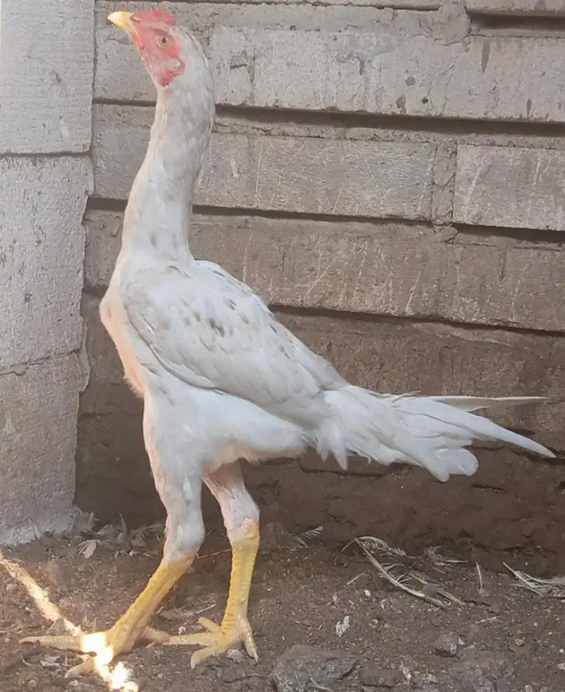 Ayam Pakhoy bkn bangkok shamo Birma