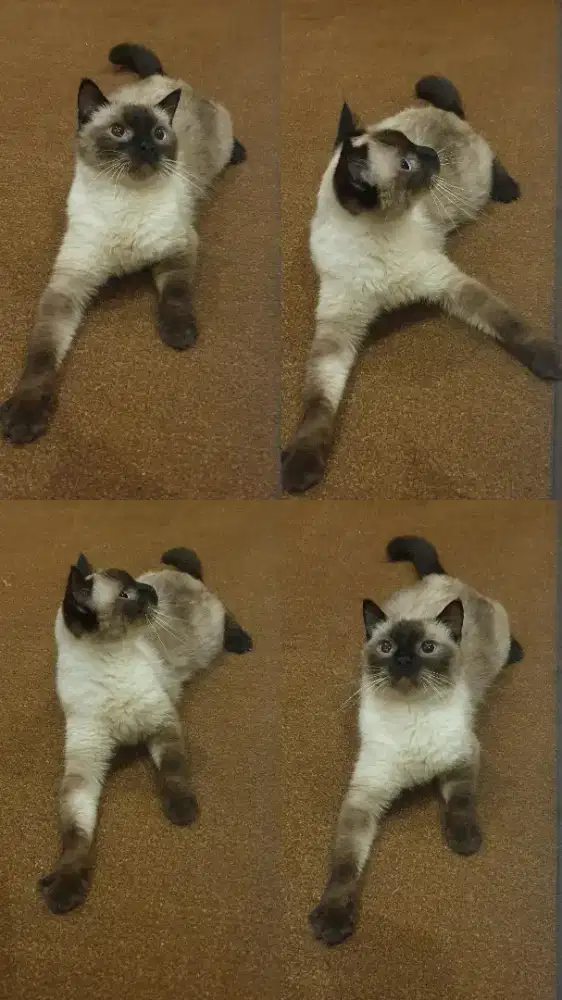 Kucing Siam Jantan