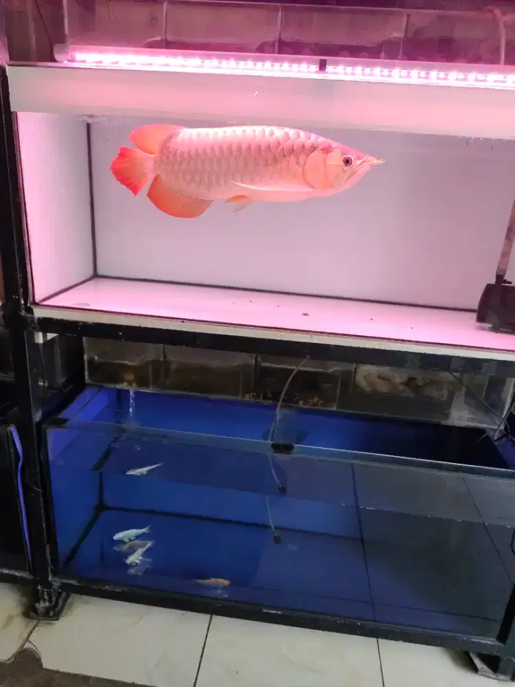Arwana Super Red 47cm