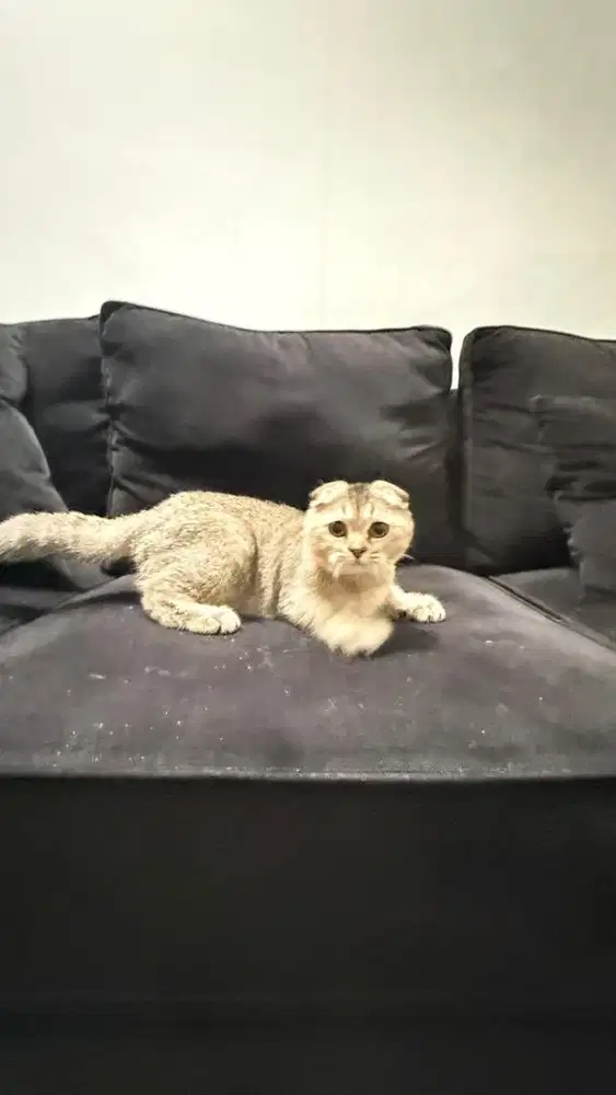 Scottish fold line import