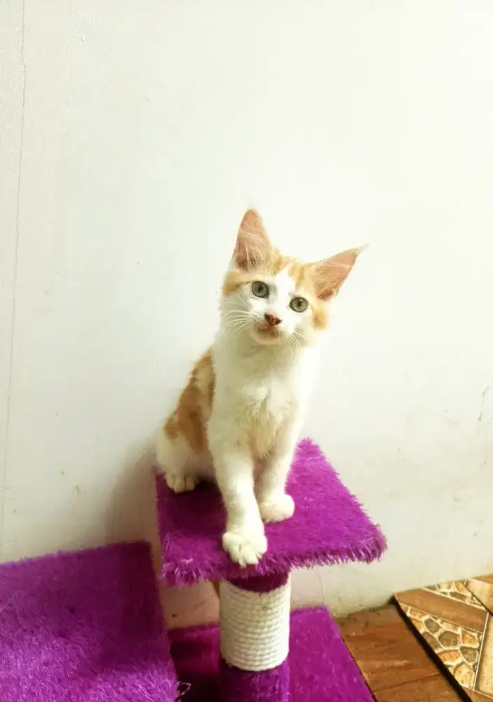 Kitten MaineCoon Pure No mix. Induk ped Cfa Maine Coon