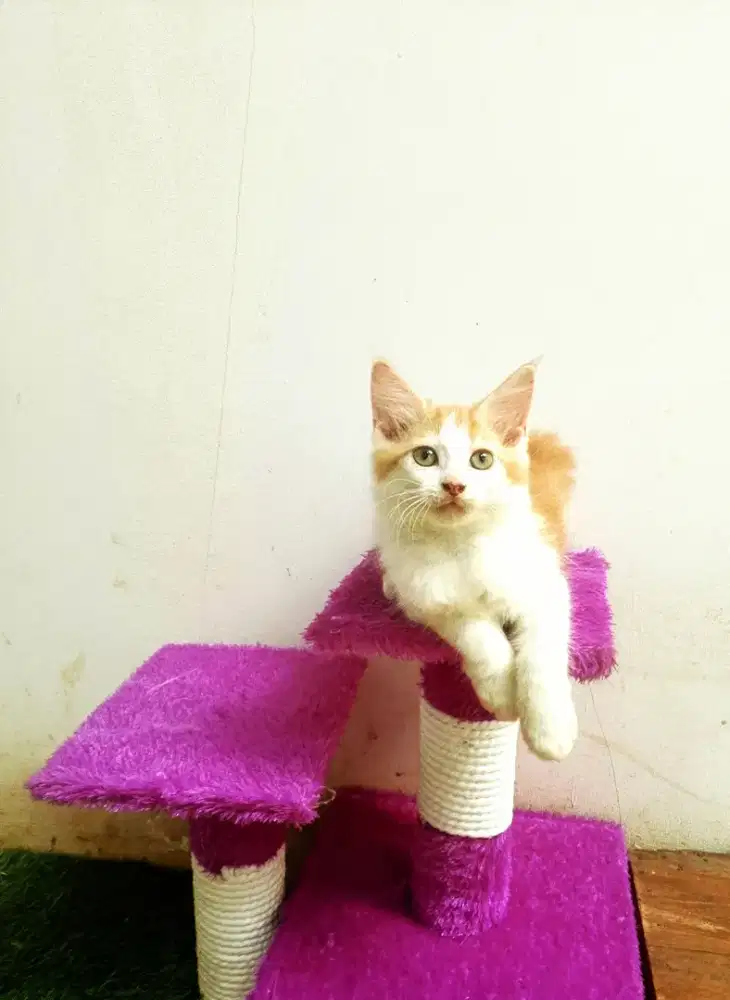 Kitten MaineCoon Pure No mix. Induk ped Cfa Maine Coon