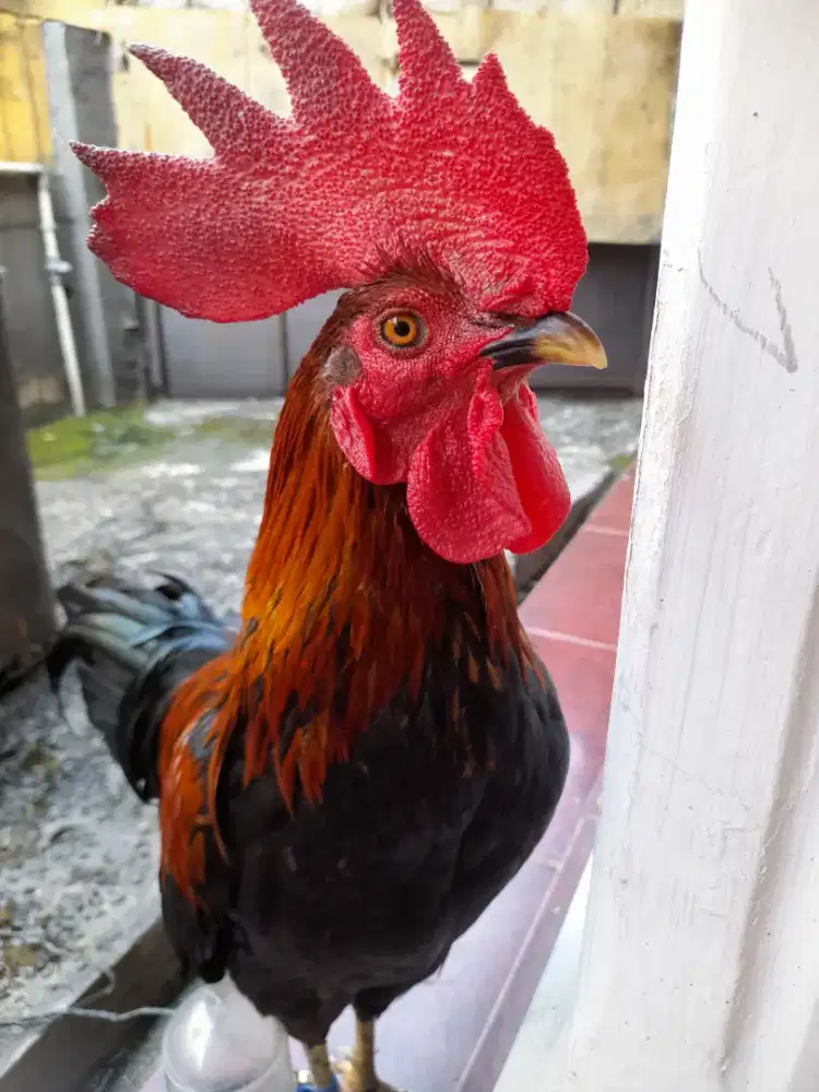 Ayam jago jantan
