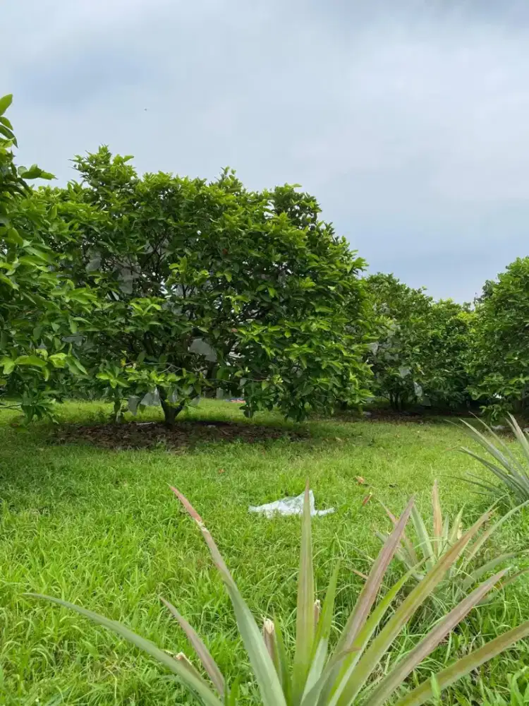 Dijual Tanah Namorambe