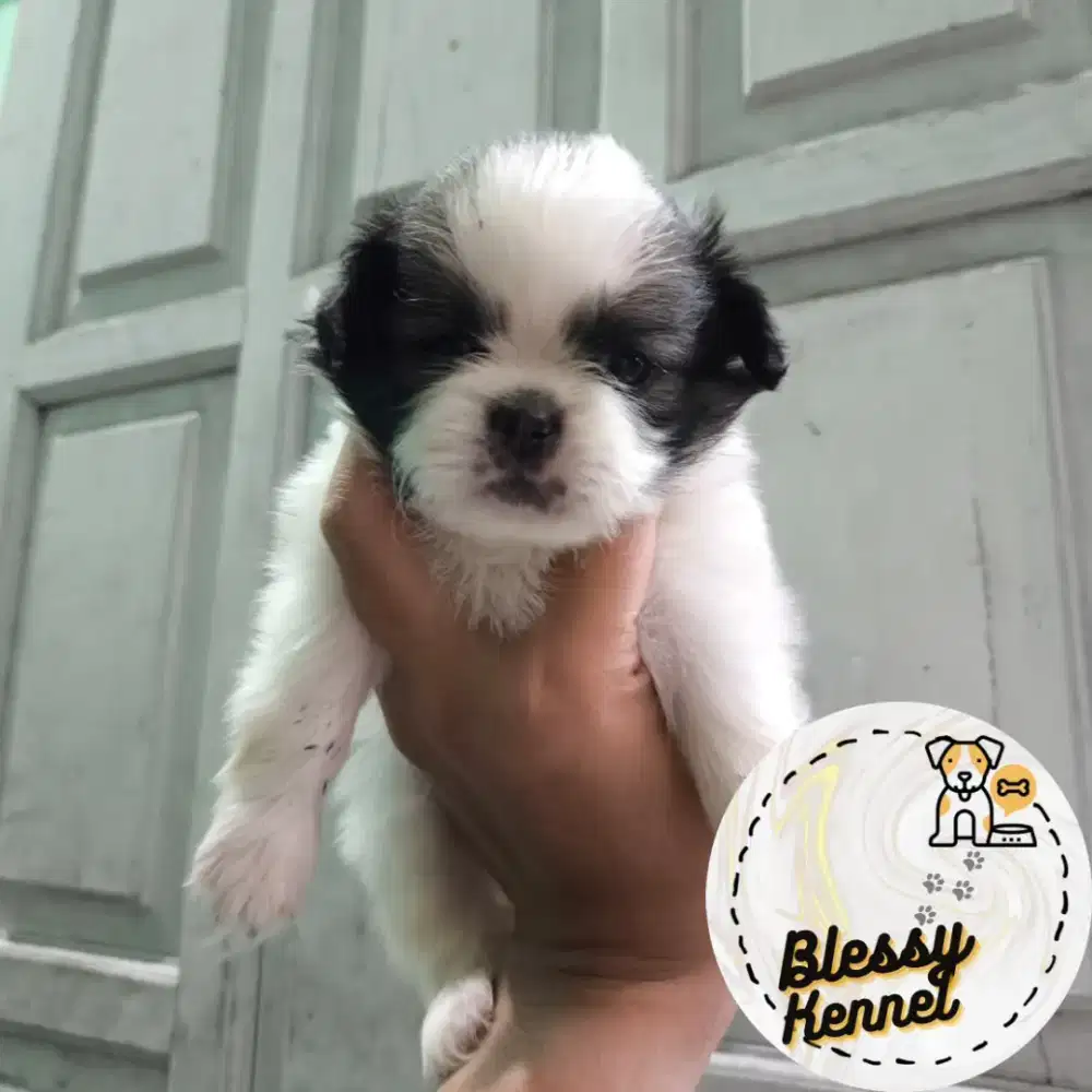 Anjing Mini Shitzu / Shih Tzu