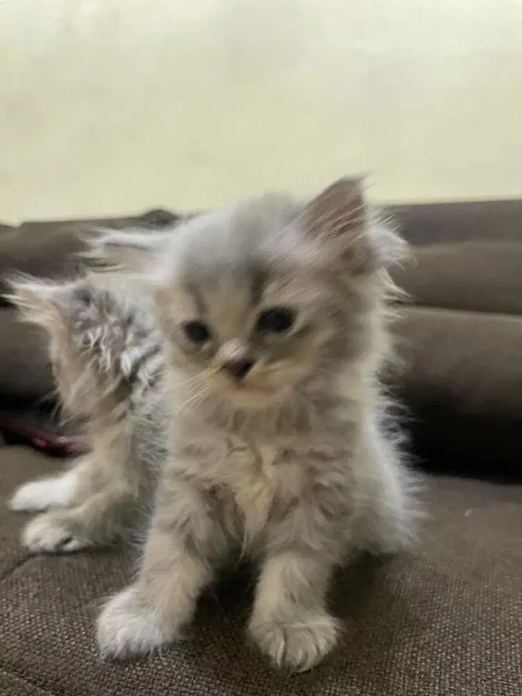 Open Adopt !!! Kucing kitten long hair persia