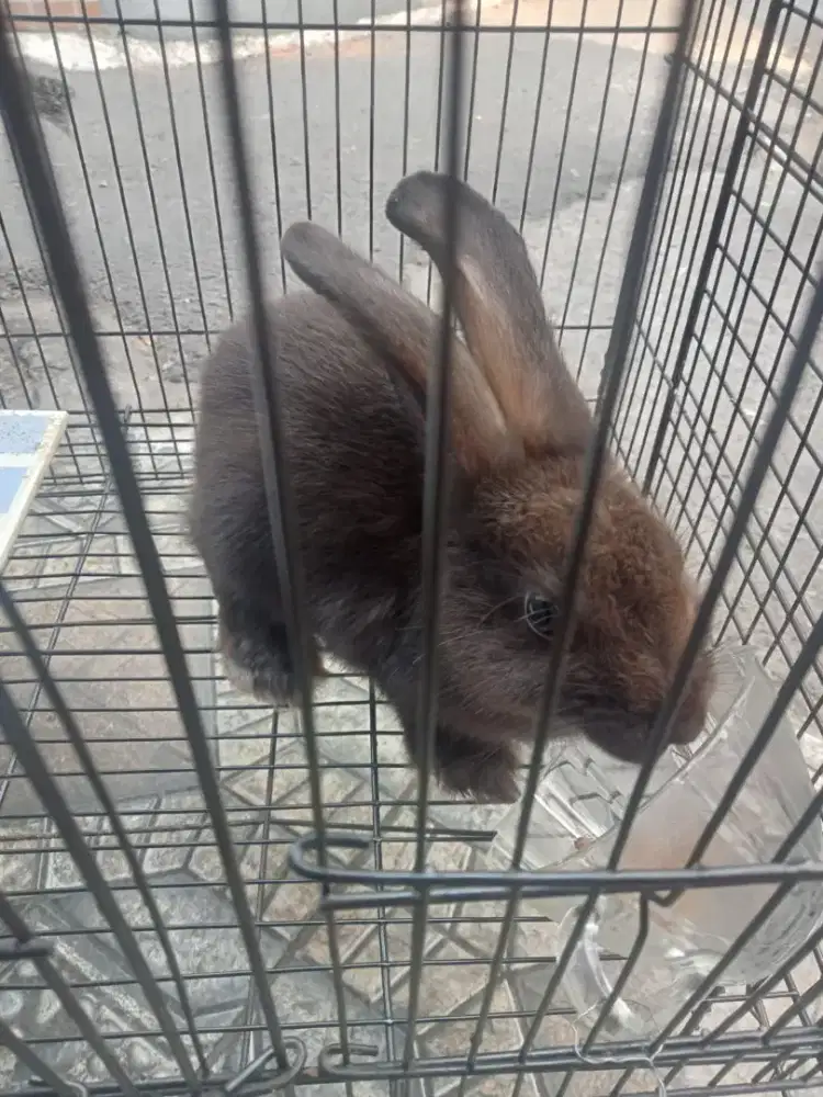 Di Jual kelinci jantan
