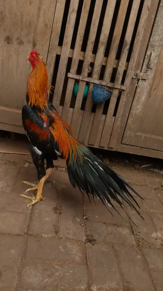 Ayam hias bangkok ekor lidi