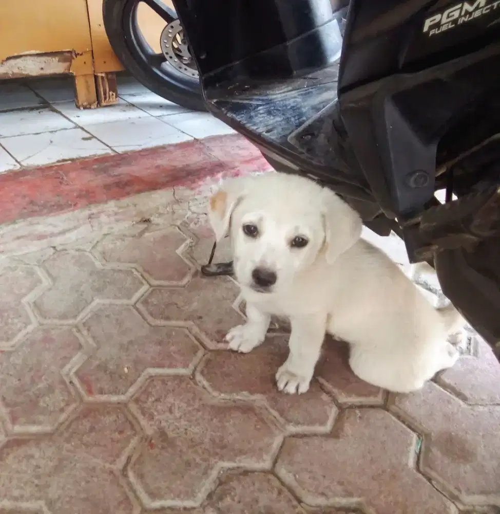 Baby Pom, Anakan Pom mix kintamani