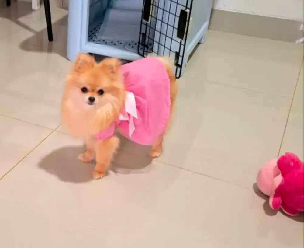 Superminipom Betina