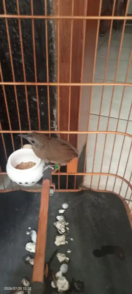 Wambi mini jantan rajin ngiriwik ekor Bondol jantan tulen