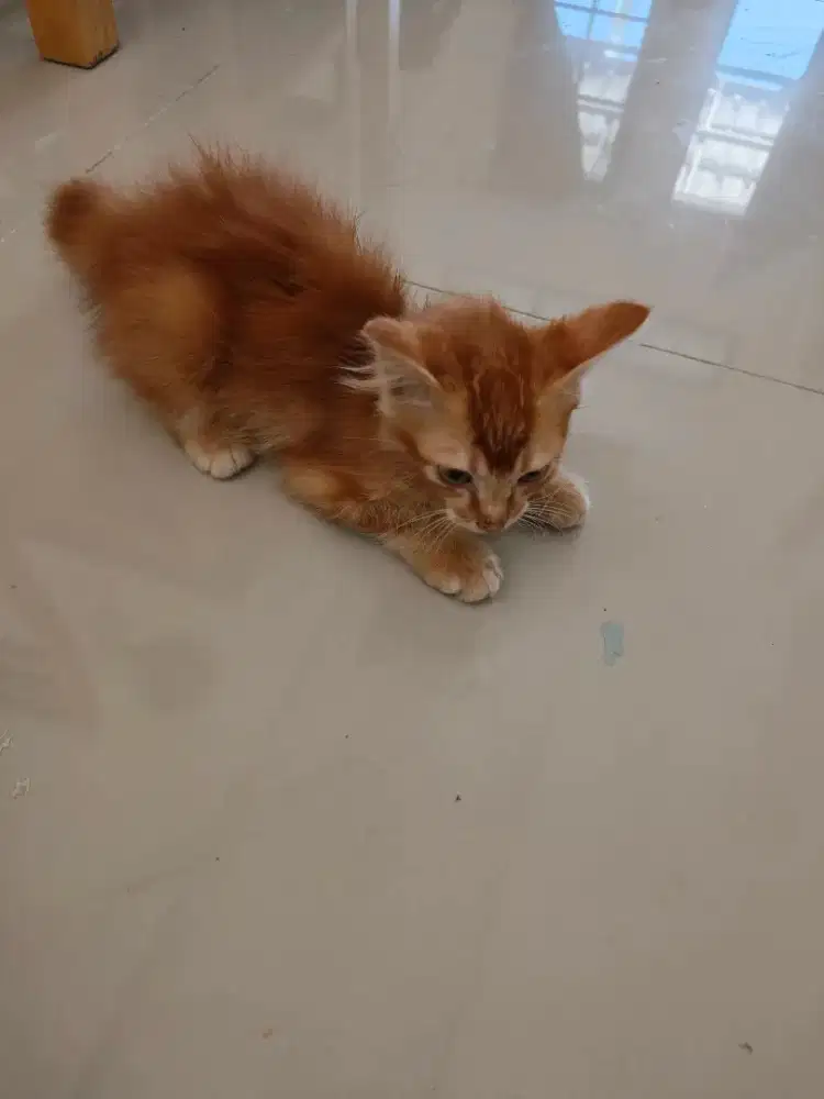 Kucing short hair dan long hair
