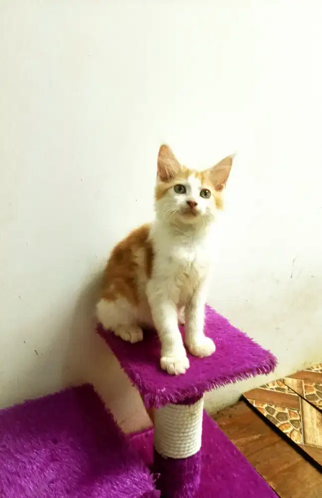 Kitten MaineCoon Pure No mix. Induk ped Cfa Maine Coon