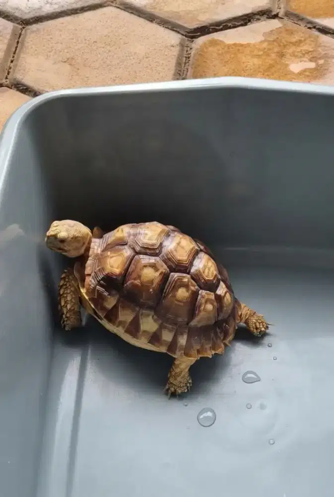 Kura Sulcata 13 cm