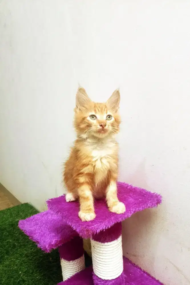 Kitten MaineCoon Jantan Pure No mix. Induk ped Cfa Maine Coon