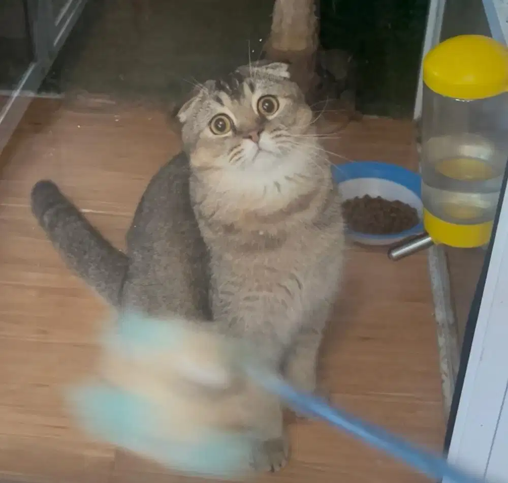 Scottish fold line import