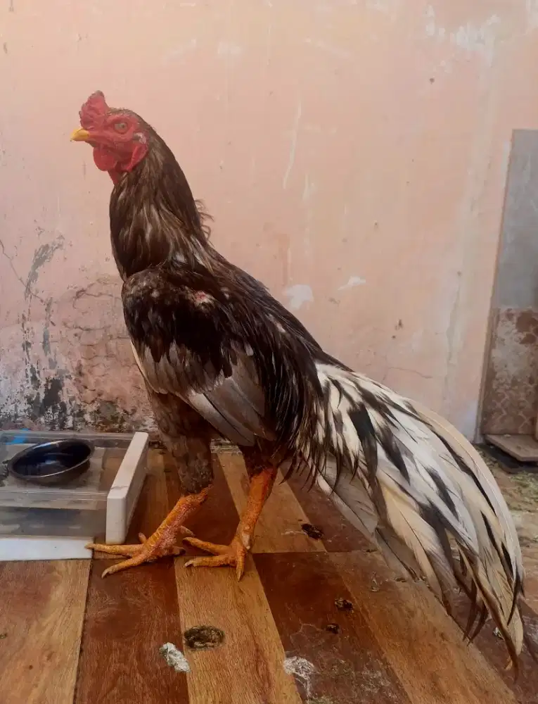 Ayam Bangkok Rawatan