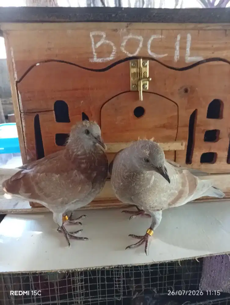 Piyik merpati kolongan warna silver