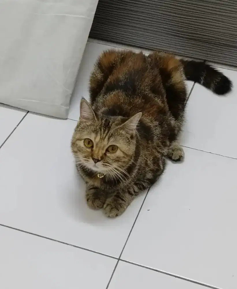 Kucing Persia Peaknose mix Himalaya (Adopsi)