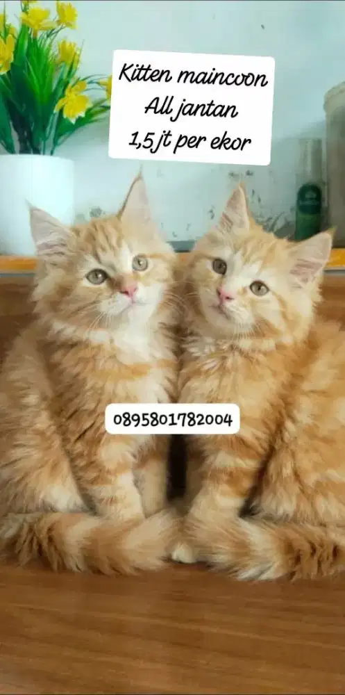 kitten Maincoon /kucing maincoon  jantan/ kucing maincoon jantan