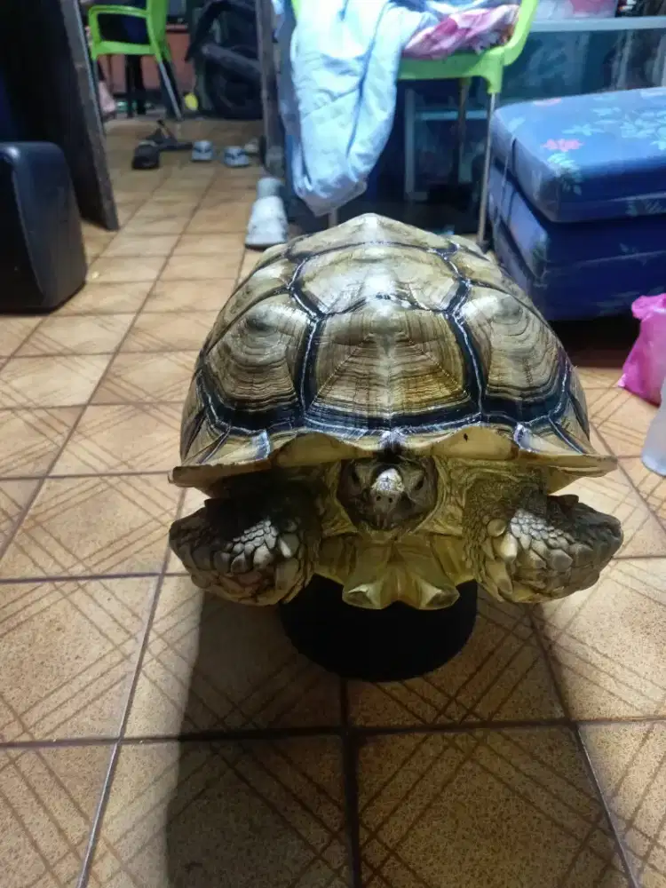 Sulcata 54 Cm Jantan