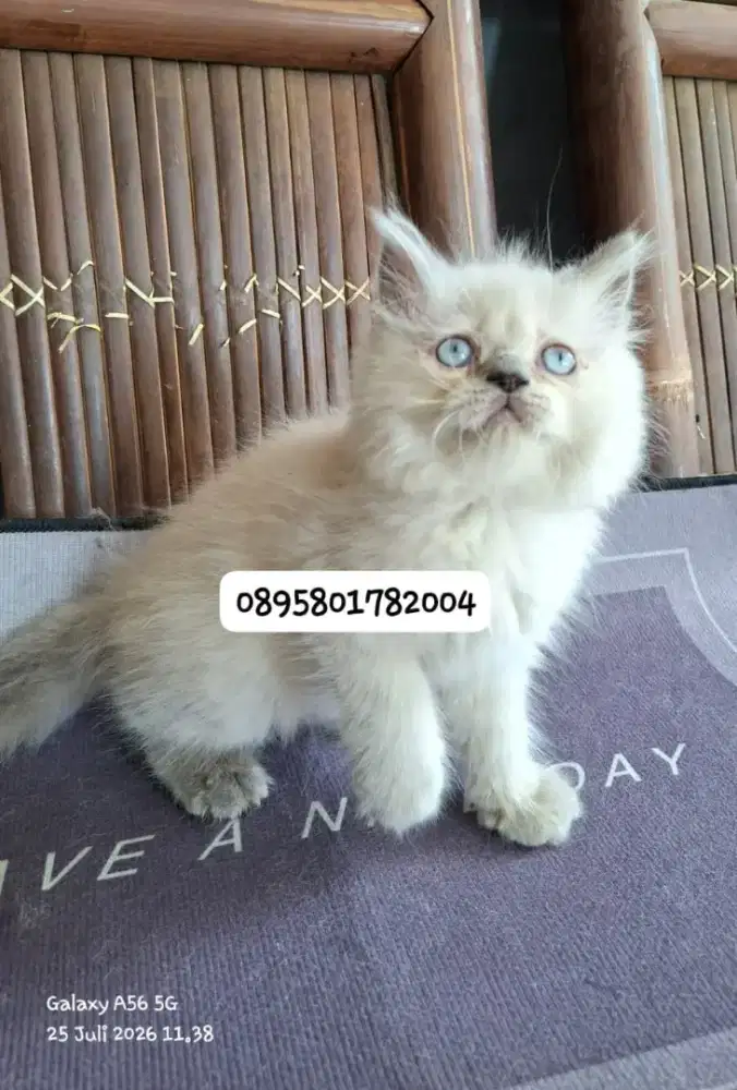 Kucing himalaya /kitten himalaya  jantan/kucing  himalaya