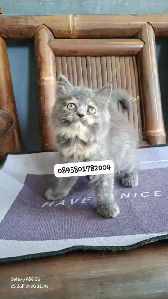 kucing anggora/ kitten persia betina/kucing persia betina