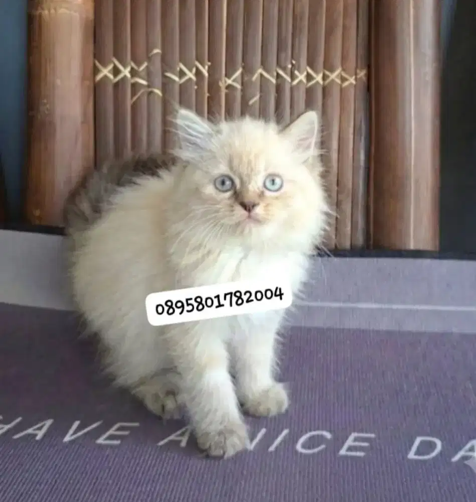 Anak kucing himalaya  l/kitten himalaya jantan/kucing himalaya jantan