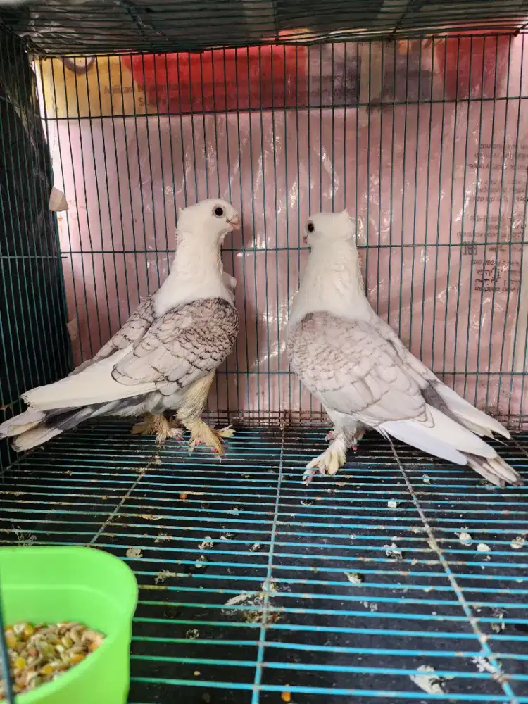 Merpati hias santinet