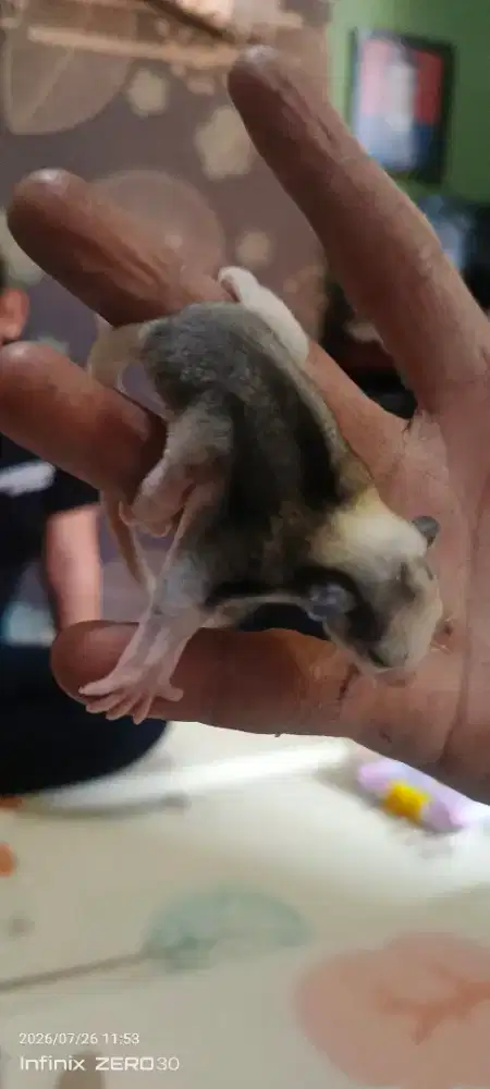 Sugar glider platmoz
