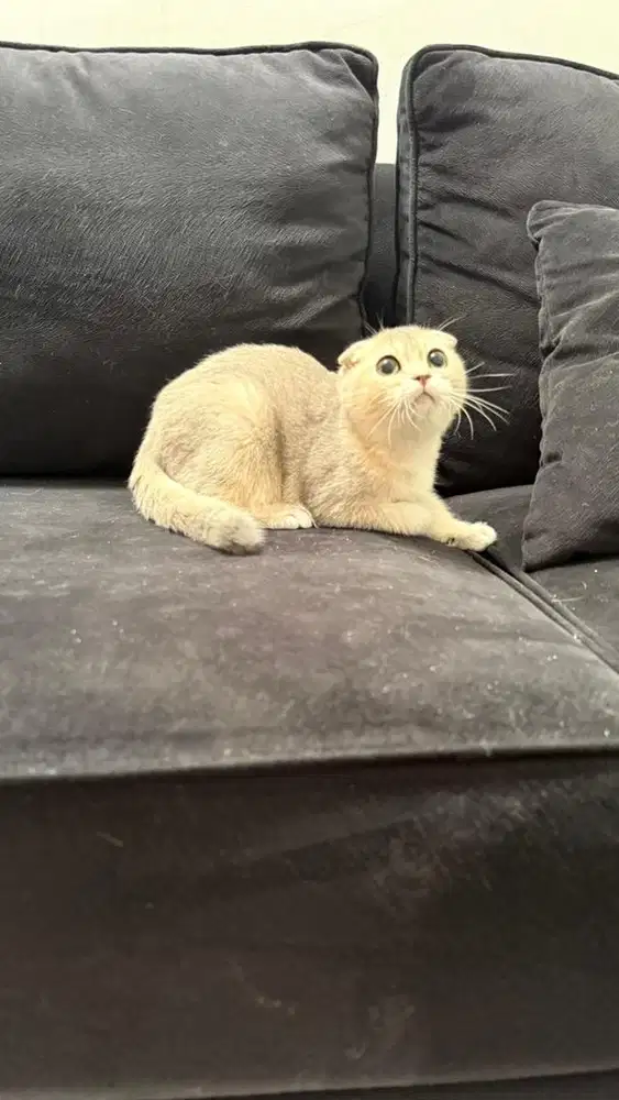 Scottish fold ay 12