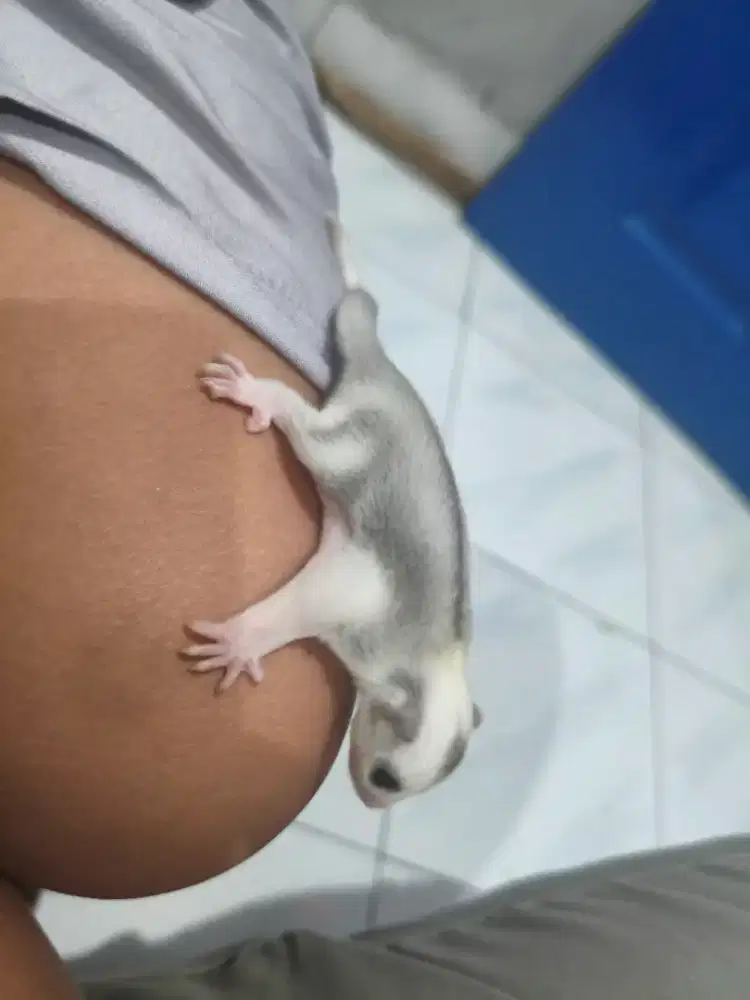 Sugar glider mosaik betina