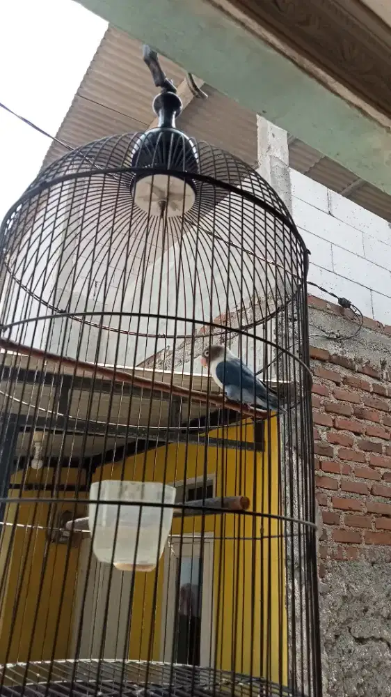 Burung vio prediksi jantan