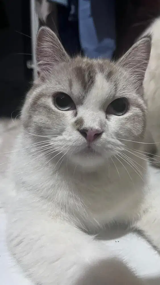 Open adopsi kitten (bisa nego)