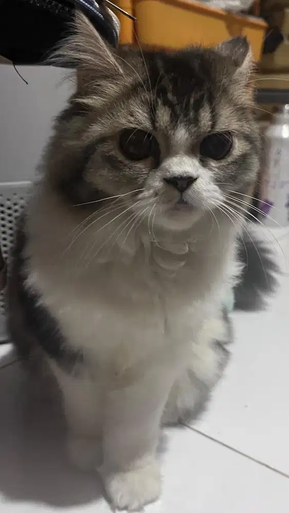 Open adopsi kitten (bisa nego)