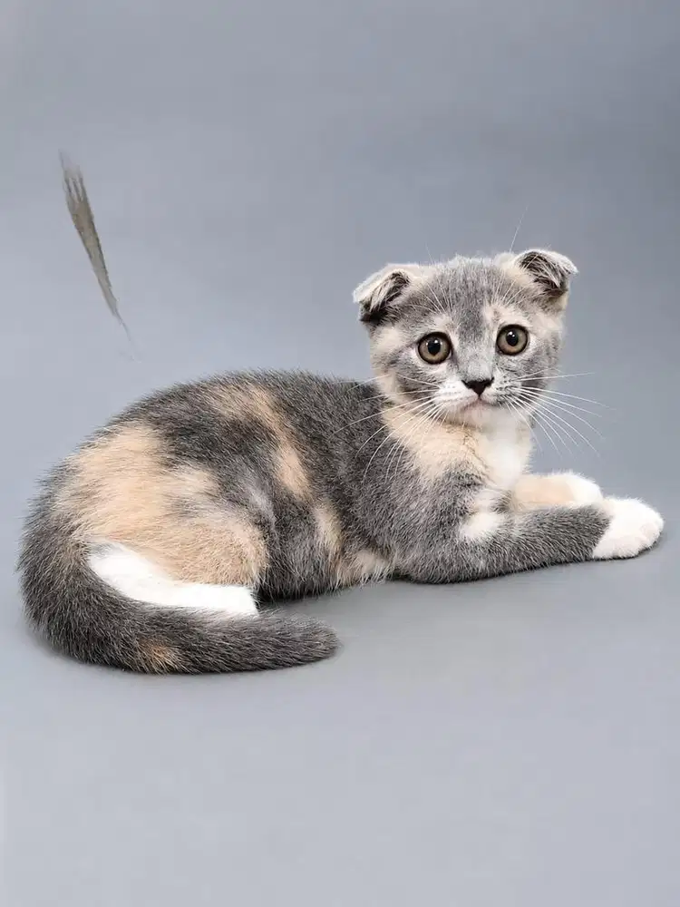 Kucing Scottish Fold Betina 3 Bulan