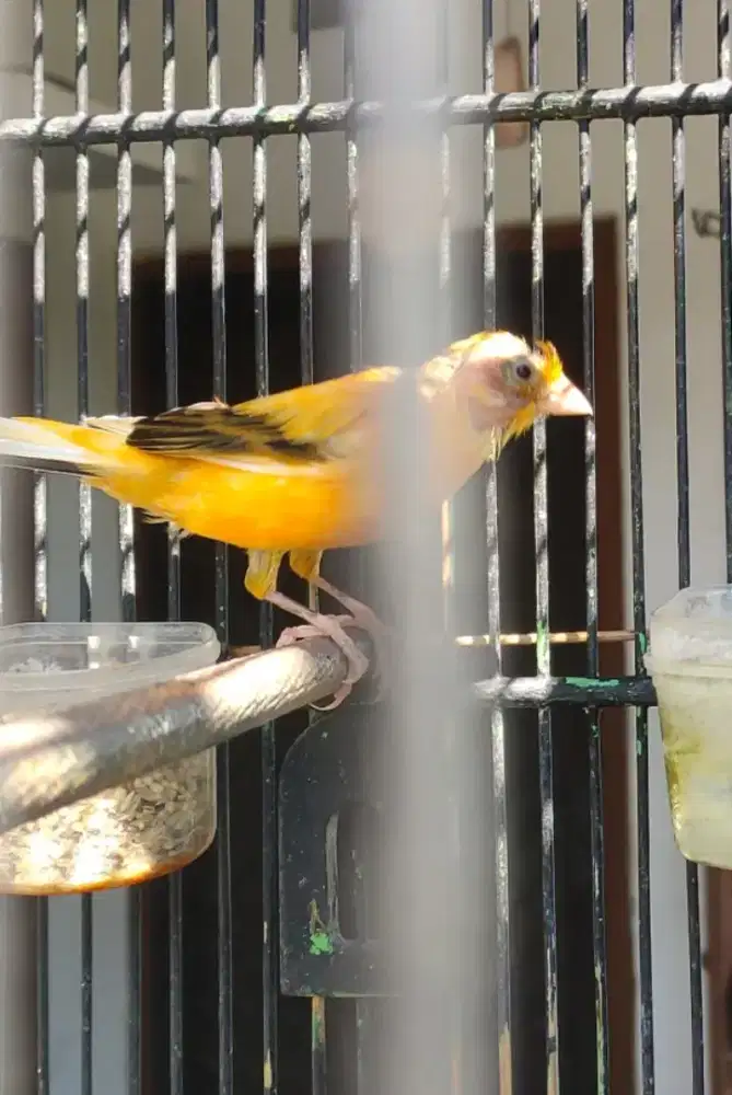 Dijual borongan 2 burung kenari + sangkarnya